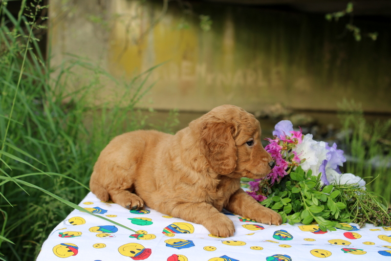 puppy, for, sale, Mini Goldendoodle , Matthew B. Stoltzfus, dog, breeder, Gap, PA, dog-breeder, puppy-for-sale, forsale, nearby, find, puppyfind, locator, puppylocator, aca